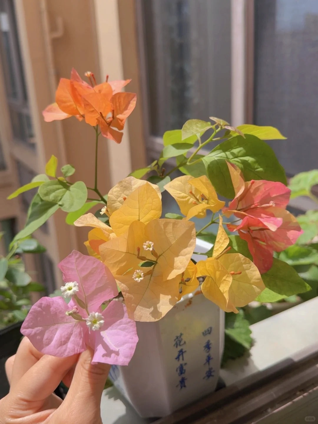 Bougainvillea 'Adarna'