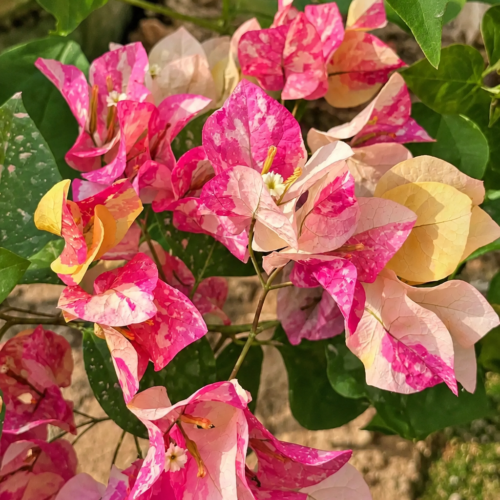 Bougainvillea 'Ajuna'