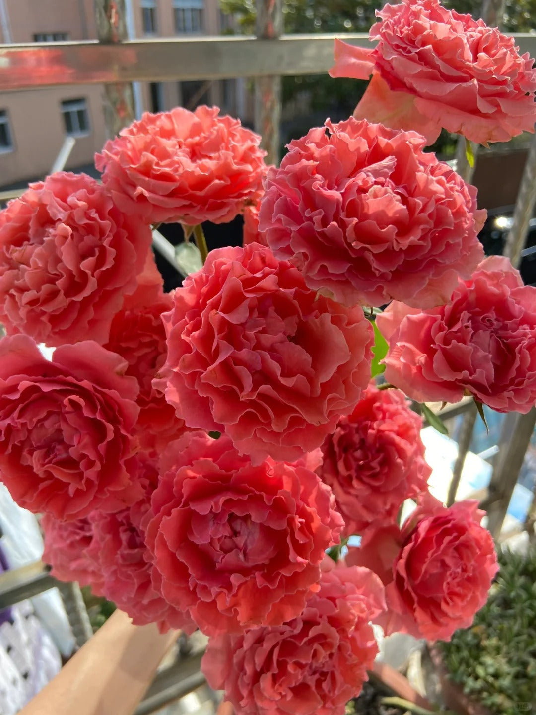 'Corail Gelee' Shrub Rose