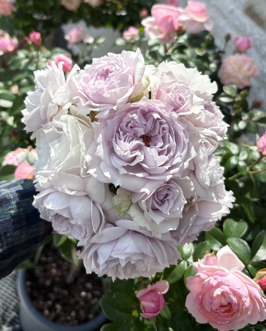 'Jise' Shrub Rose