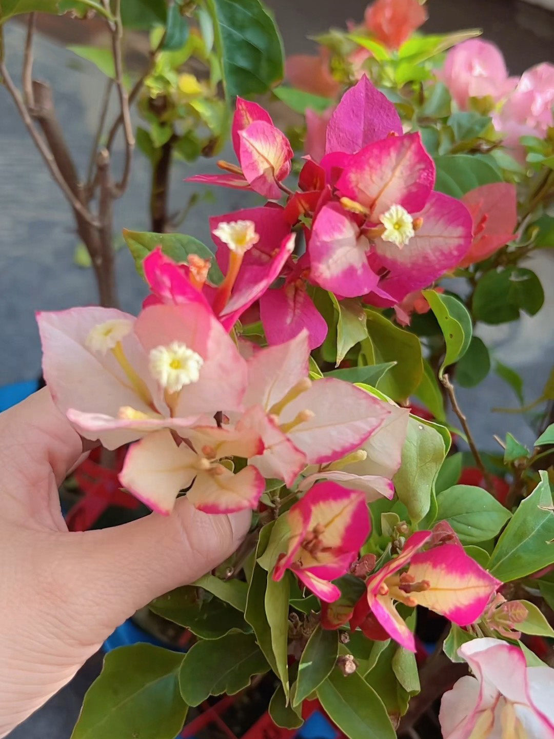 Bougainvillea 'Sophia'