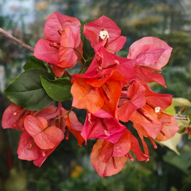 Bougainvillea 'Lemon Orange'