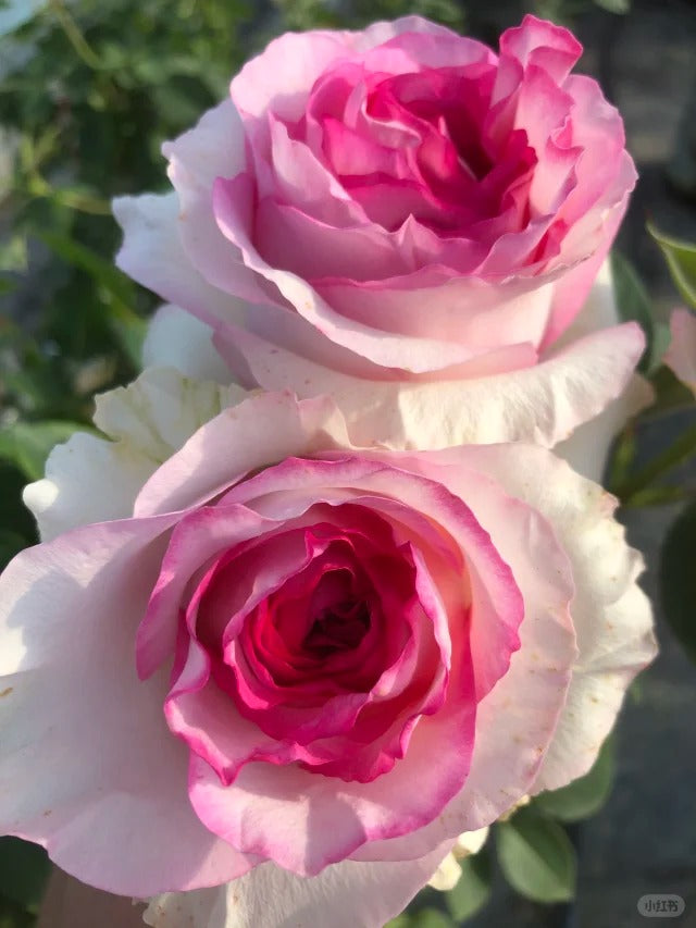 'Bella Vita' Shrub Rose