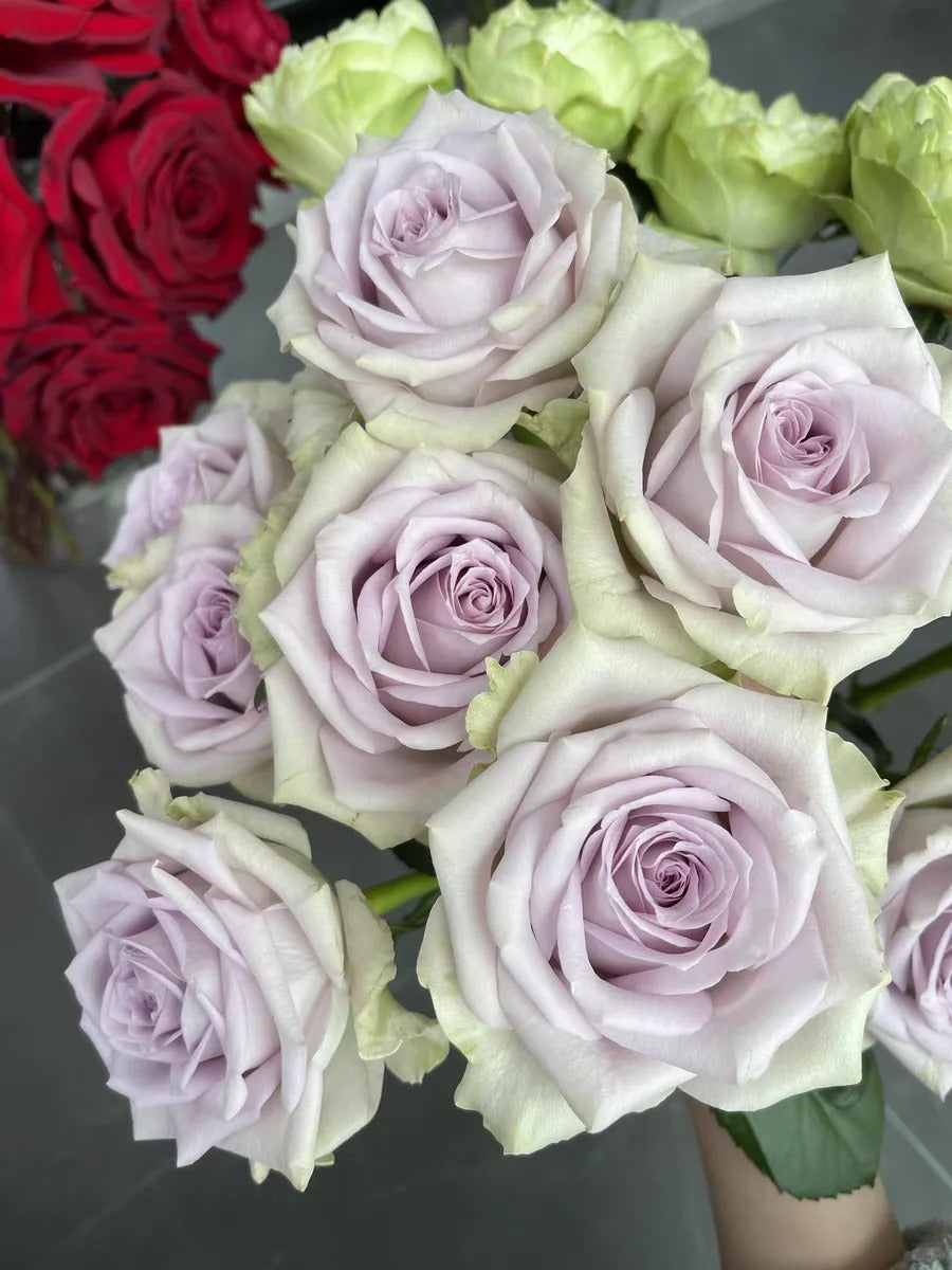 'Fifth Avenue' Shrub Rose