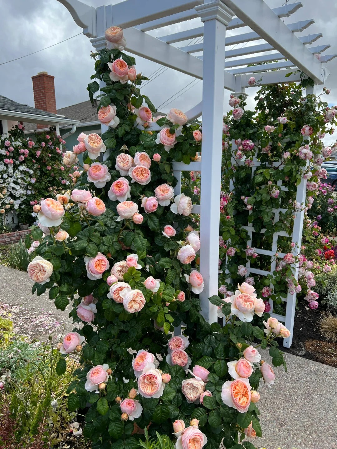 'Hanxian' Climbing Rose
