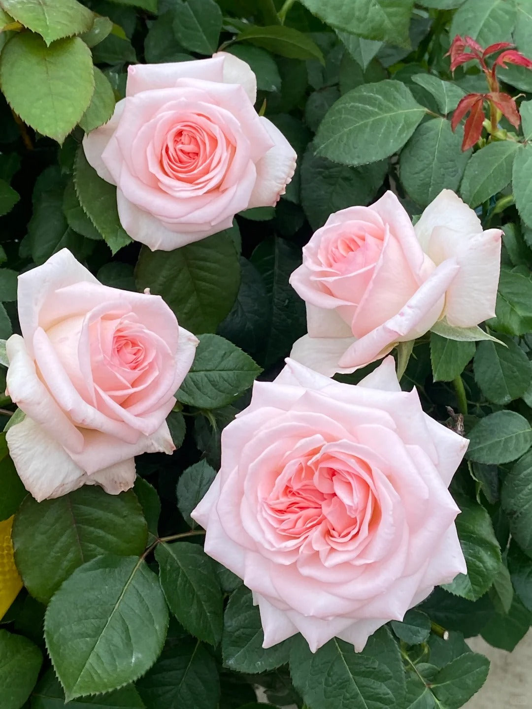 'Pink O'Hara' Shrub Rose