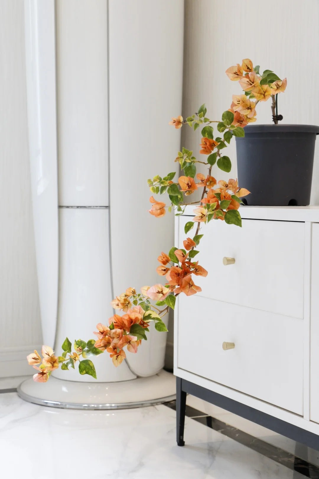 Bougainvillea 'Orange September'