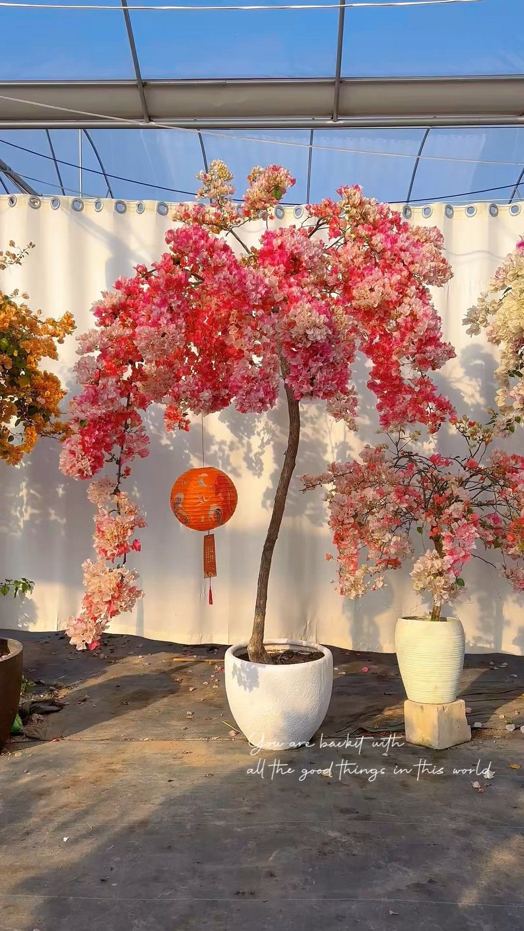 Bougainvillea 'Maharani'