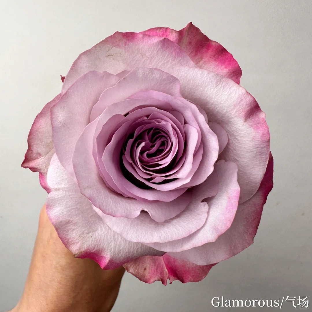 'Glamorous' Shrub Rose