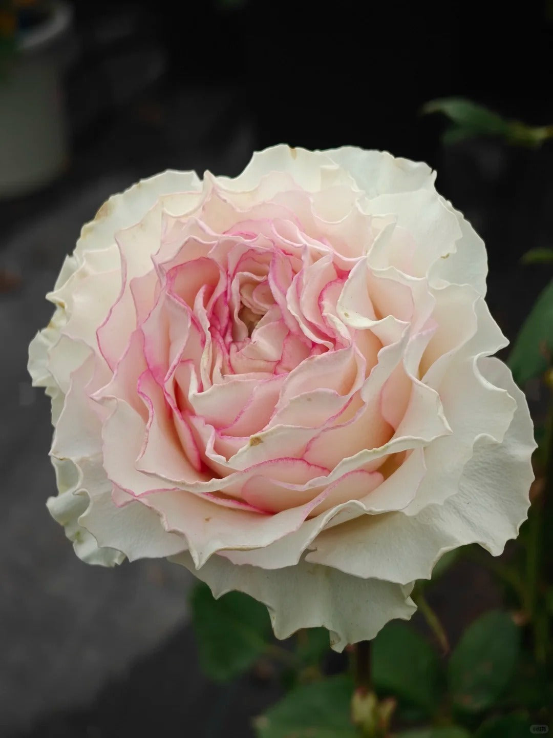 'Bella Vita' Shrub Rose