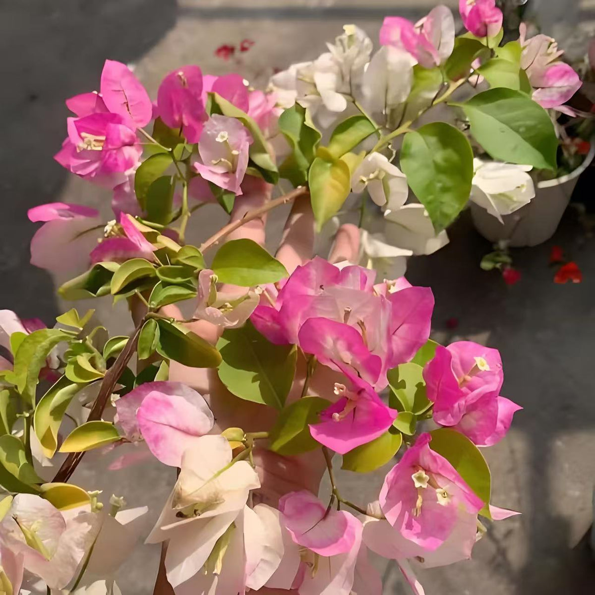 Bougainvillea 'Kelisa'