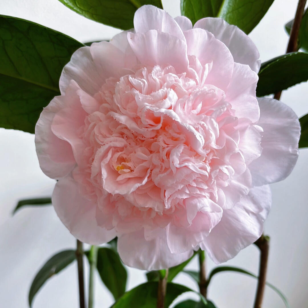 'Mrs D. W. Davis Descanso' Camellia
