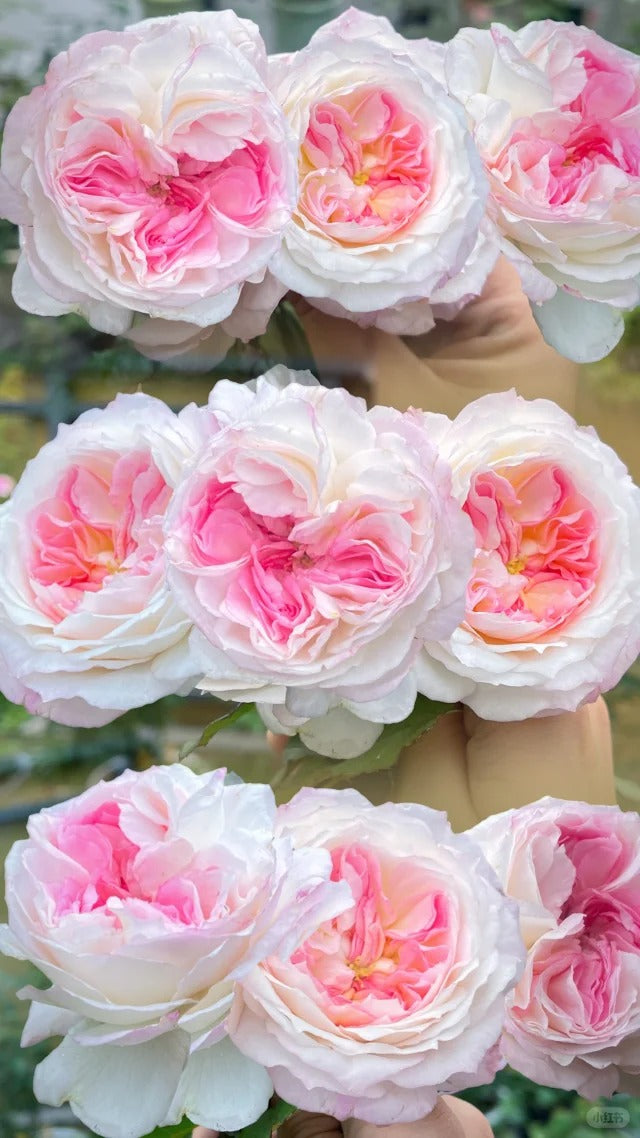 'Zhijin' Shrub Rose