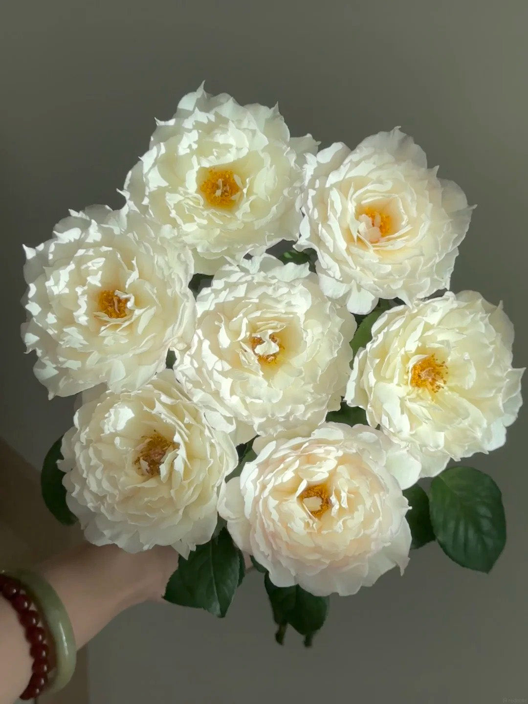 'Jade Bowl Lace' Shrub Rose