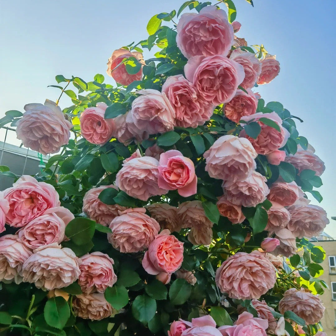 'Dames de Chenonceau' Climbing Rose