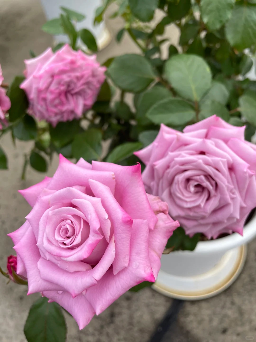 'Maritim' Shrub Rose