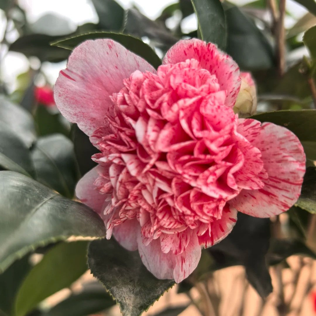 'Anemone Five Color' Camellia