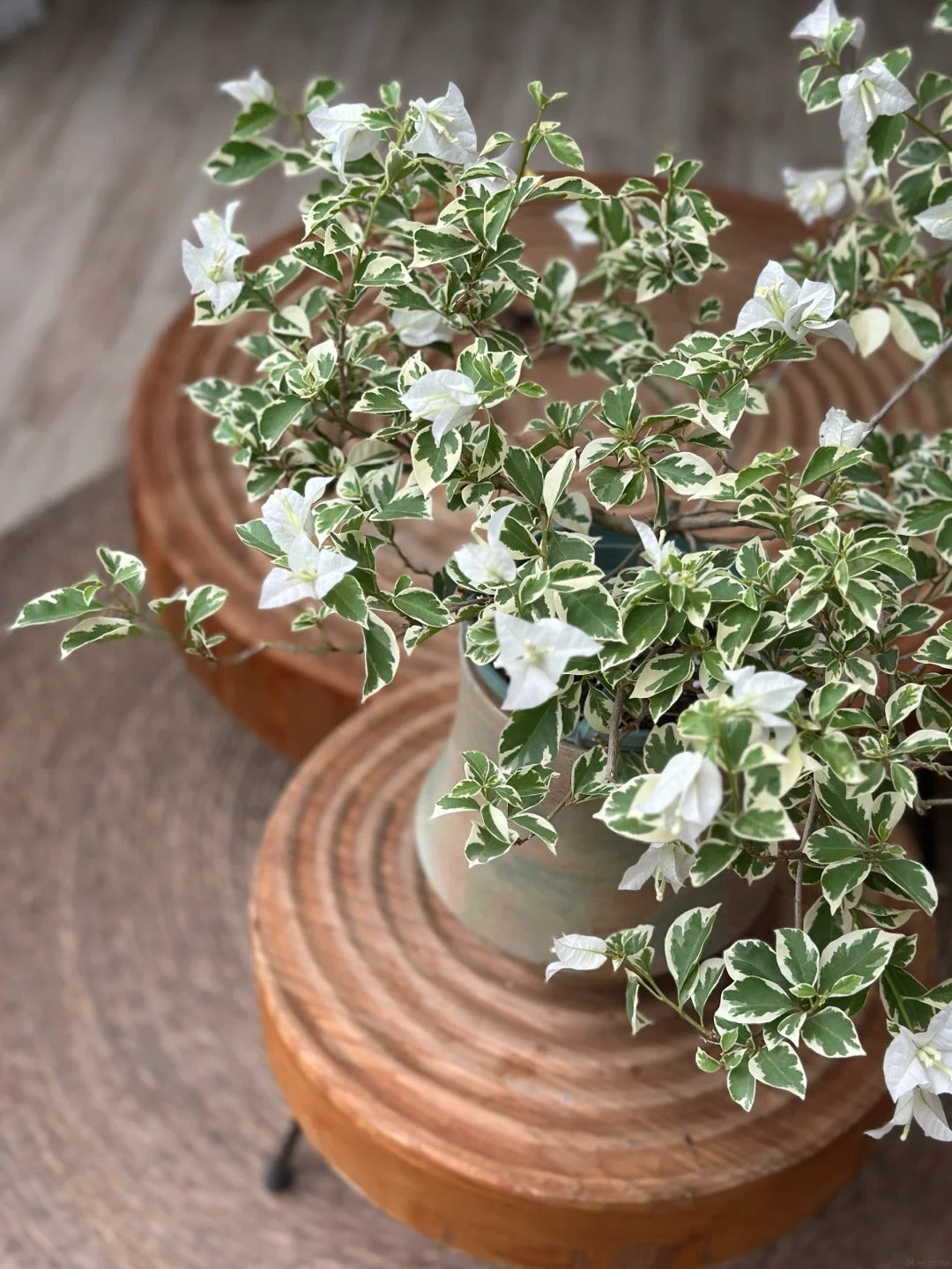 Bougainvillea 'Mrs Eva White Variegata'