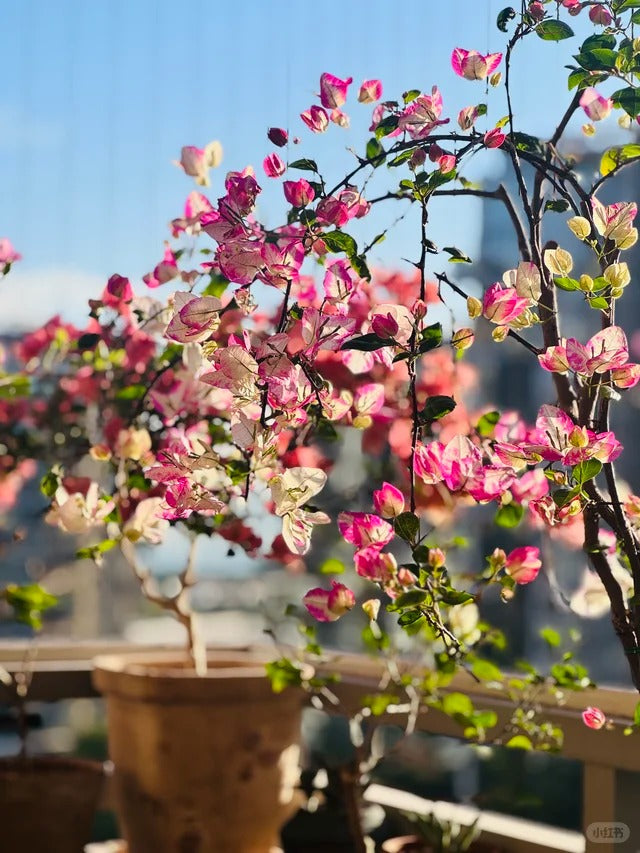Bougainvillea 'Coconut Ice'