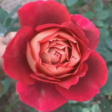 'Dominique Massad' Shrub Rose