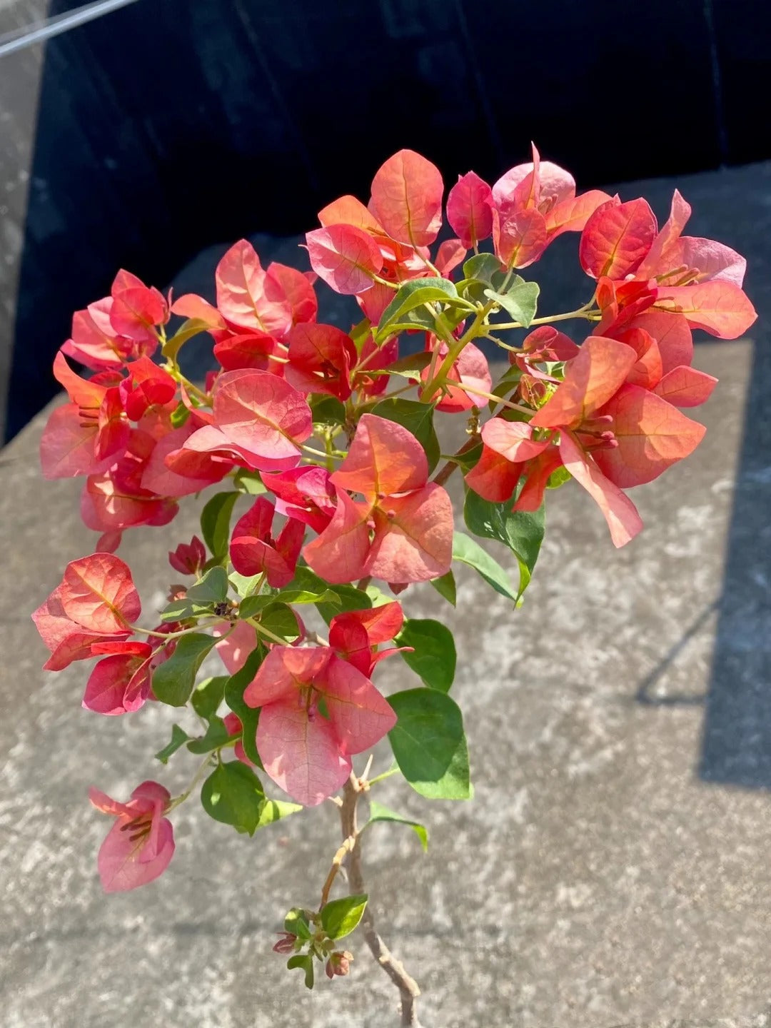 Bougainvillea 'Sunset'