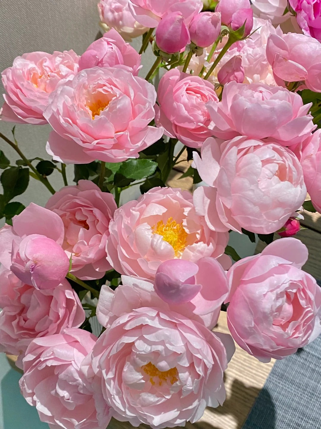 'Plume' Shrub Rose
