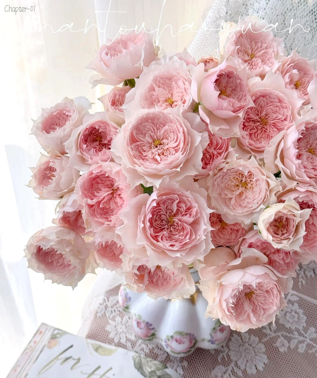 'Monique Darve' Shrub Rose