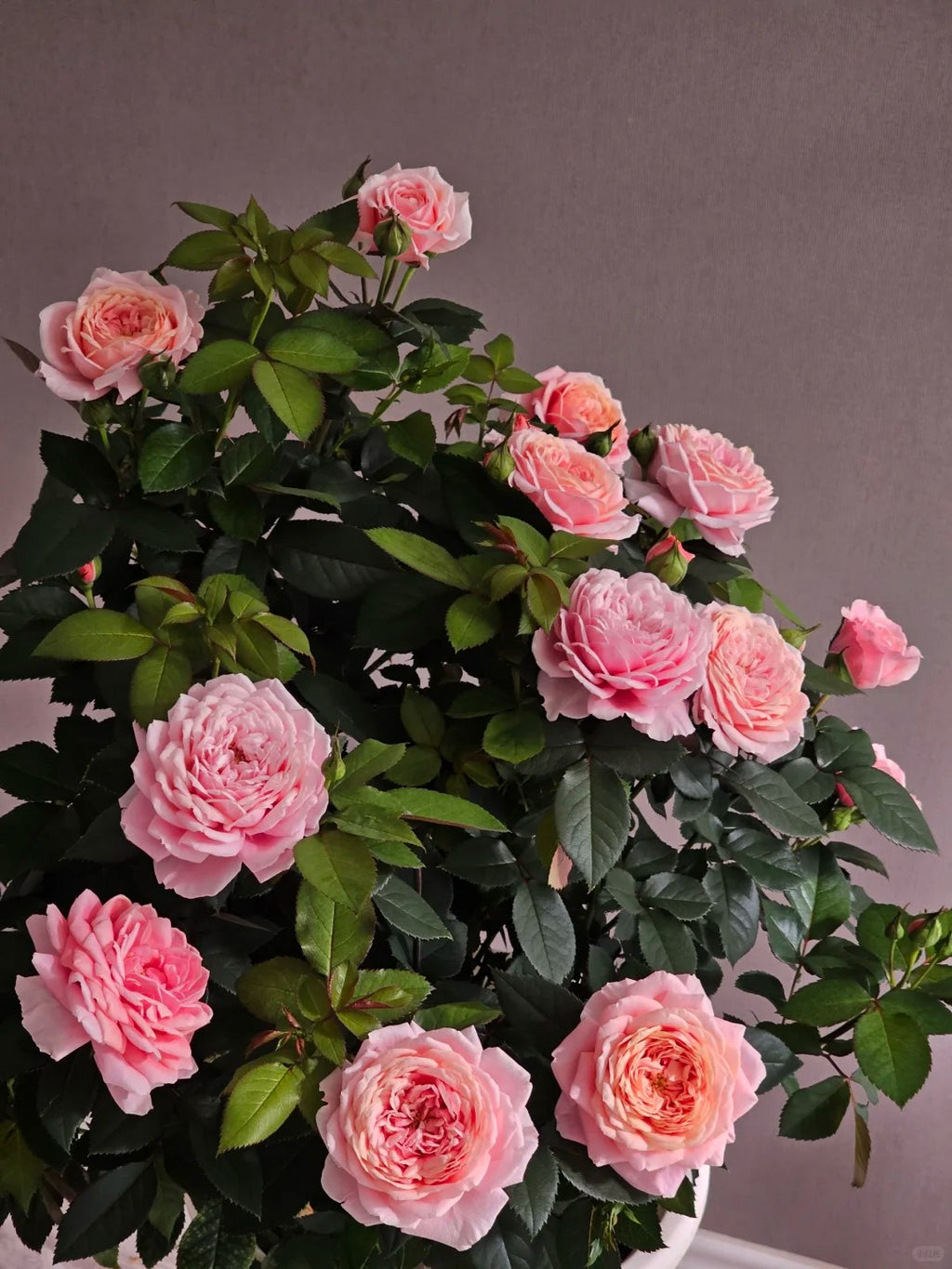 'Xingchen' Shrub Rose