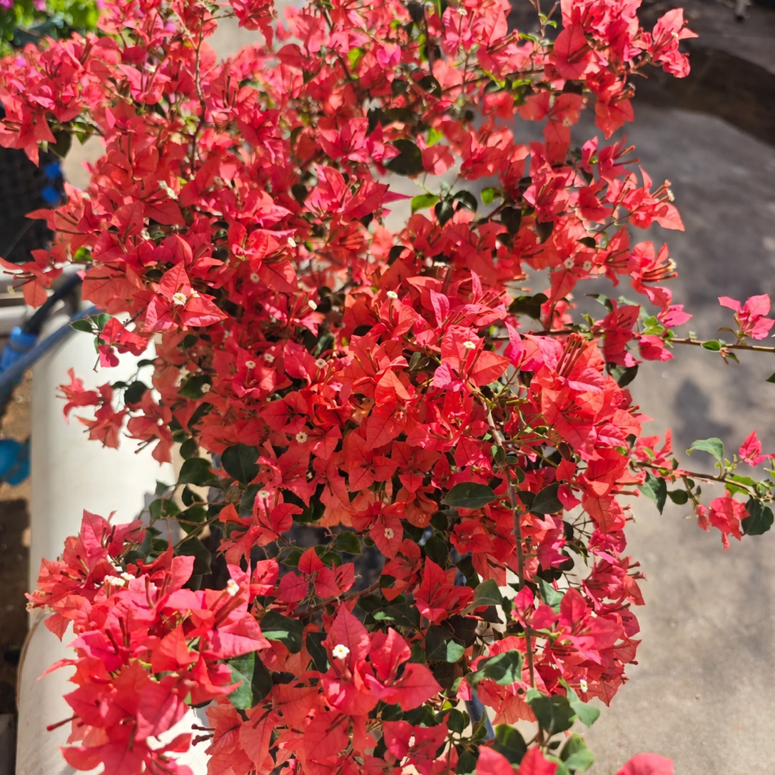 Bougainvillea 'Brezza Red'