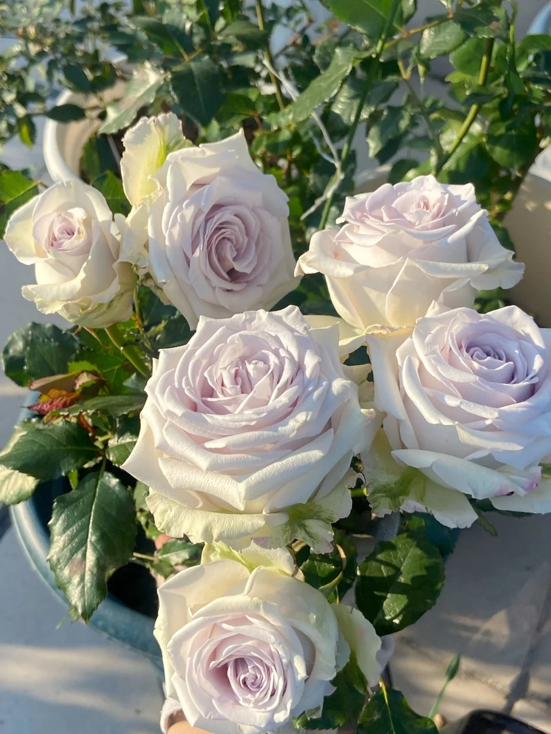 'Fifth Avenue' Shrub Rose