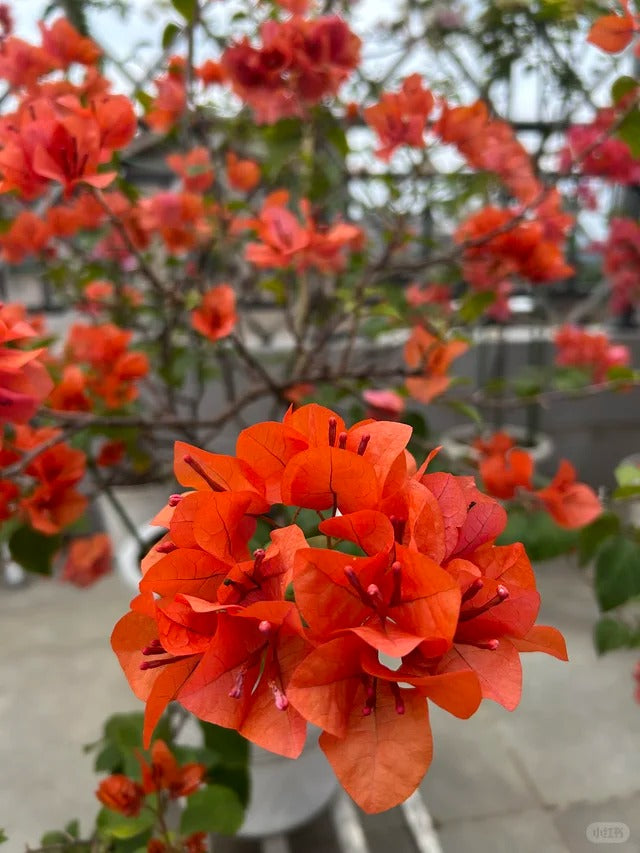 Bougainvillea 'Lemon Orange'