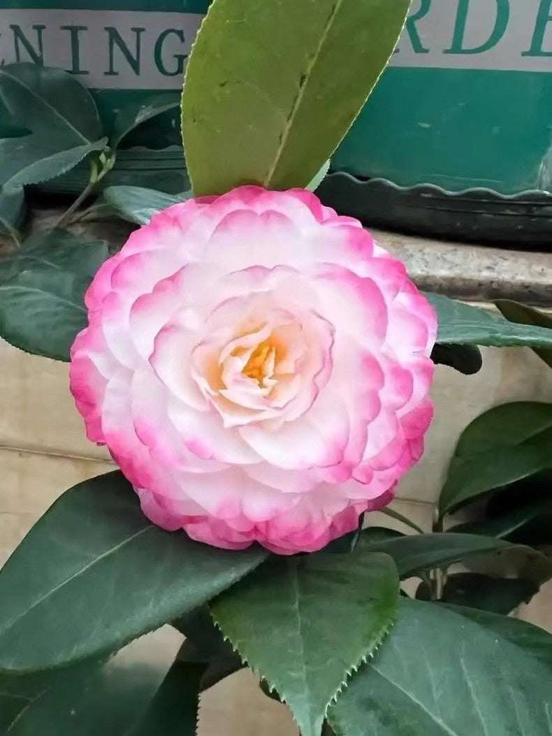 'Yaohuang Weizi' Camellia