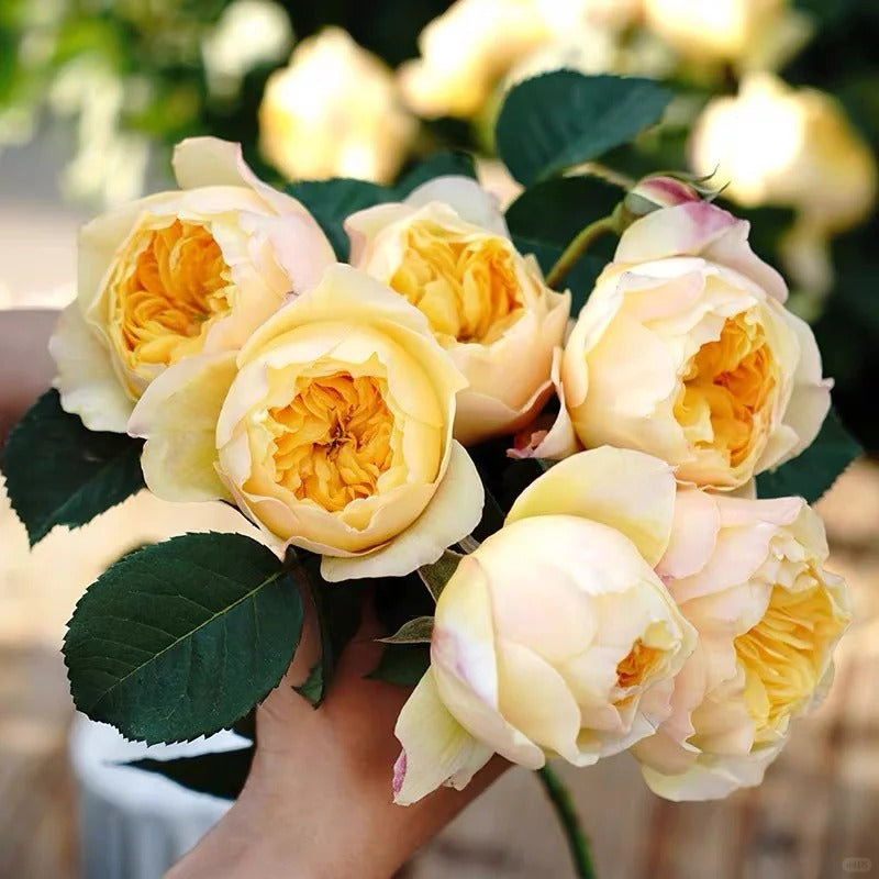 'Que Jiu / Bird Chirp' Shrub Rose