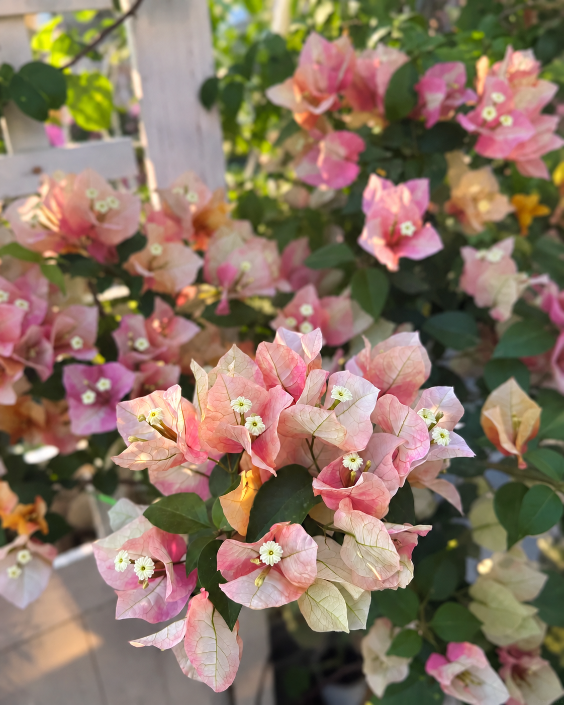 Bougainvillea 'Chitra Golden'
