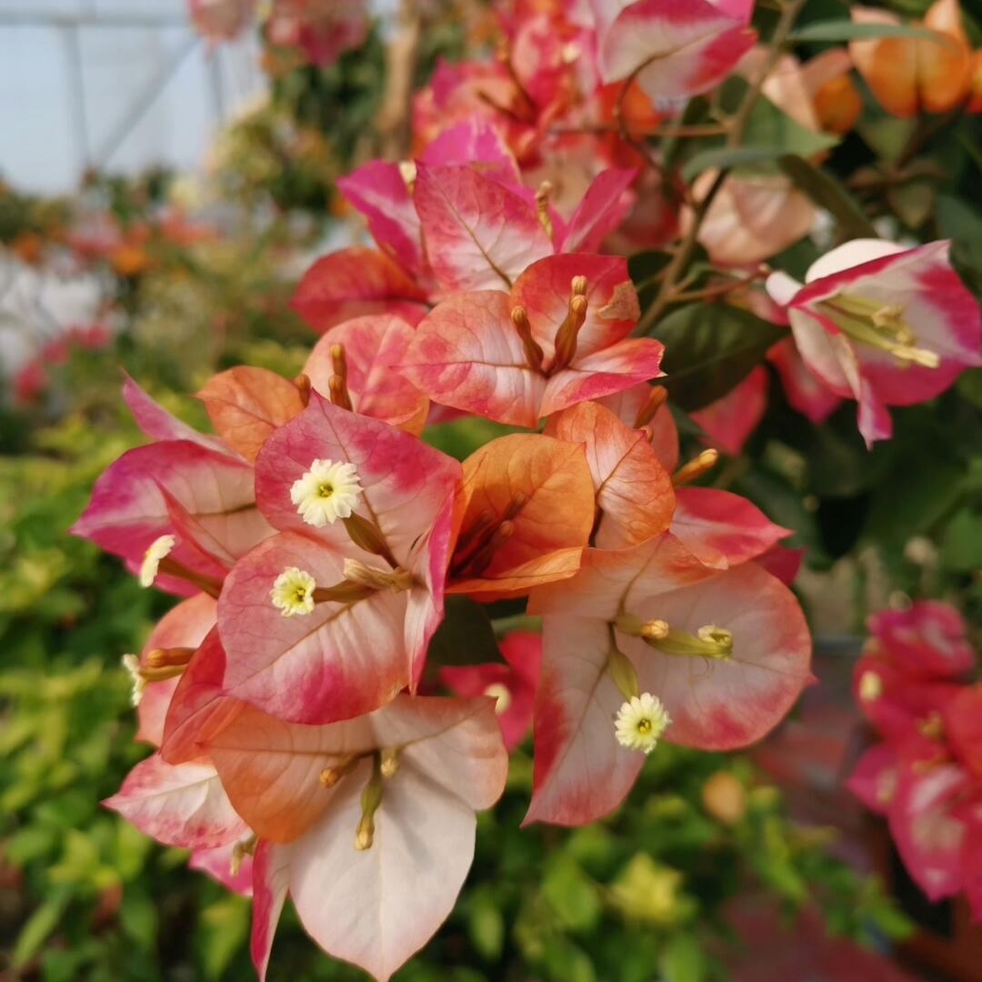 Bougainvillea 'Vodka Ocean'