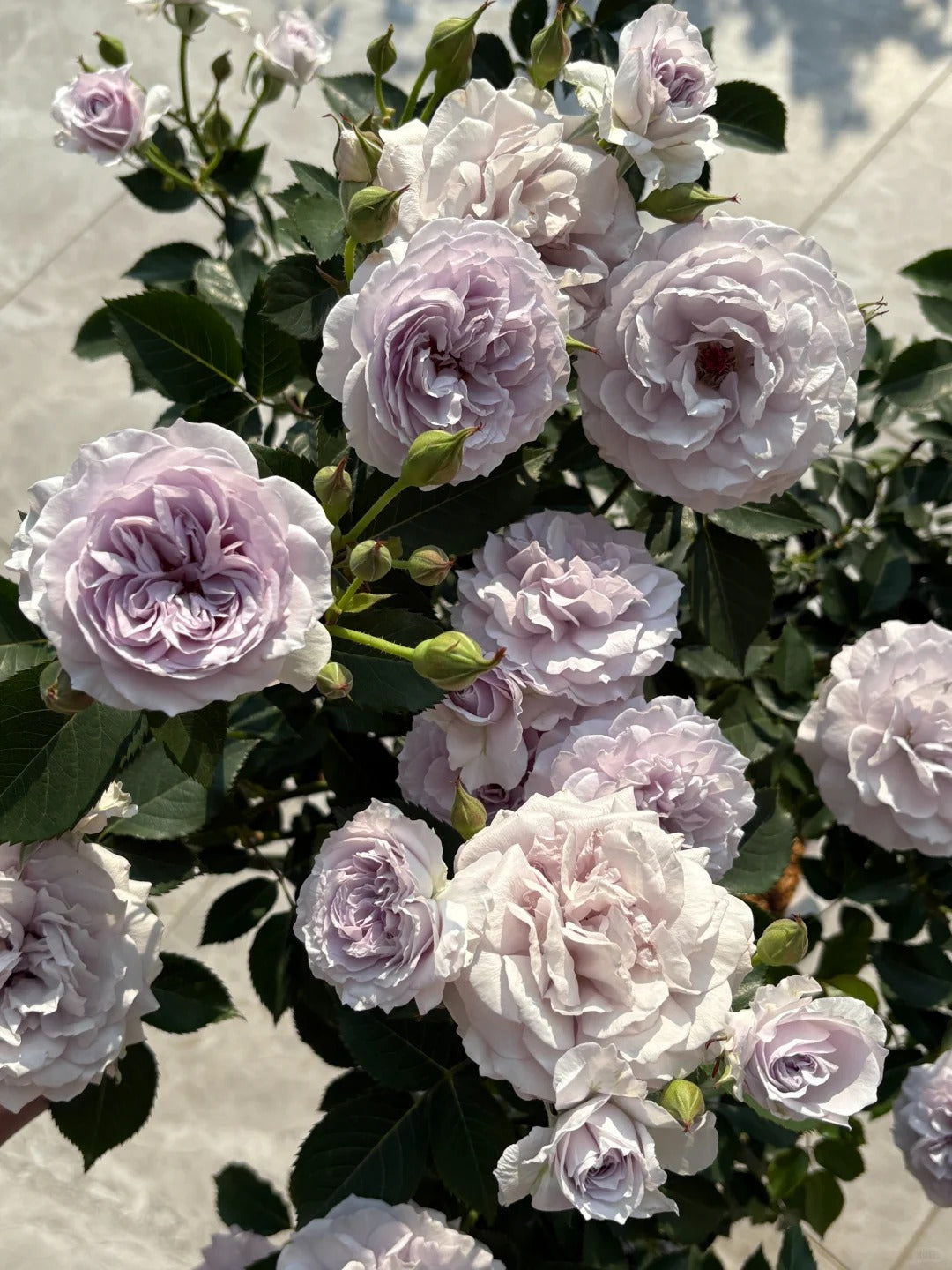 'Jise' Shrub Rose