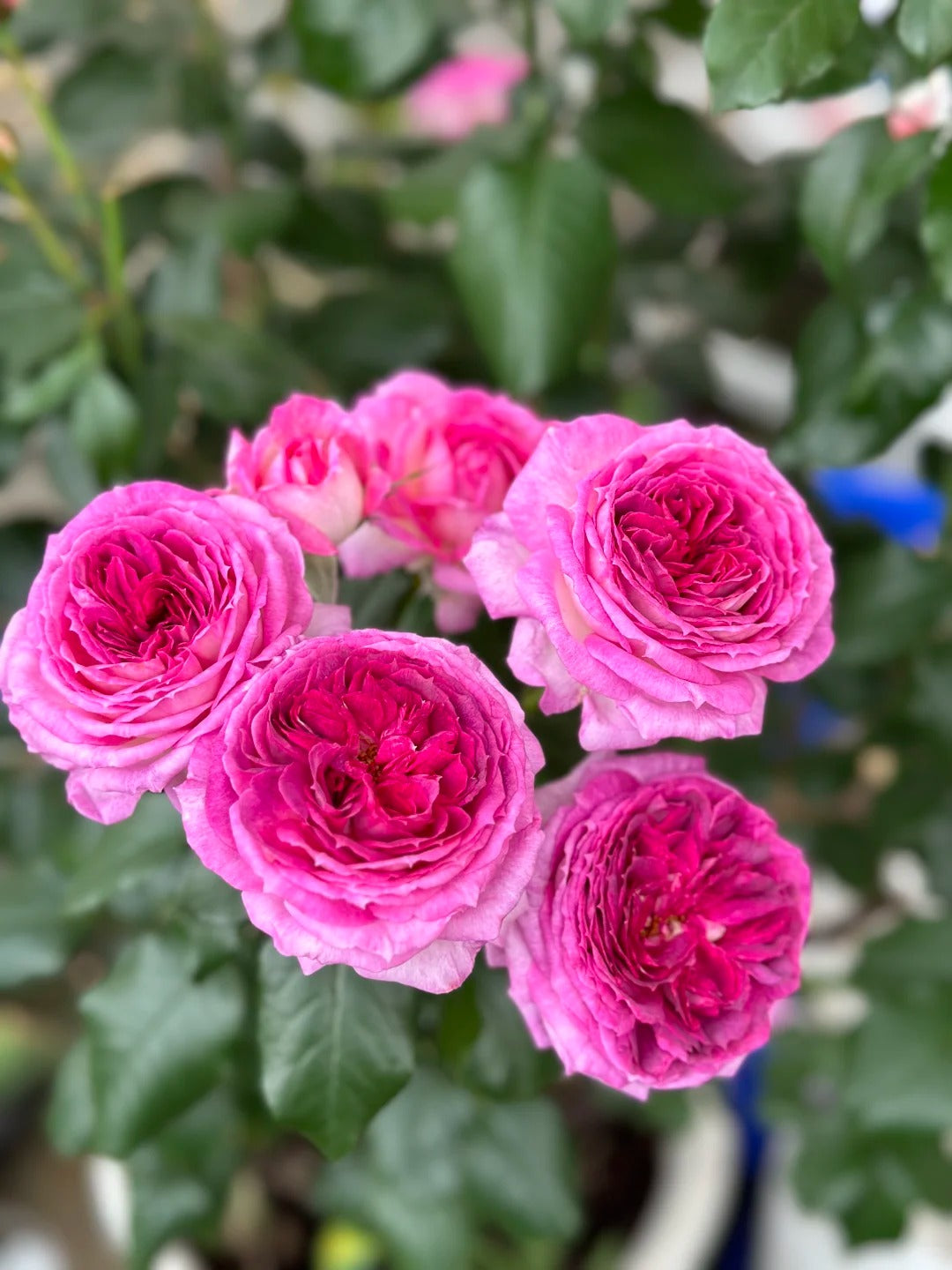 'Thierry Marx' Shrub Rose