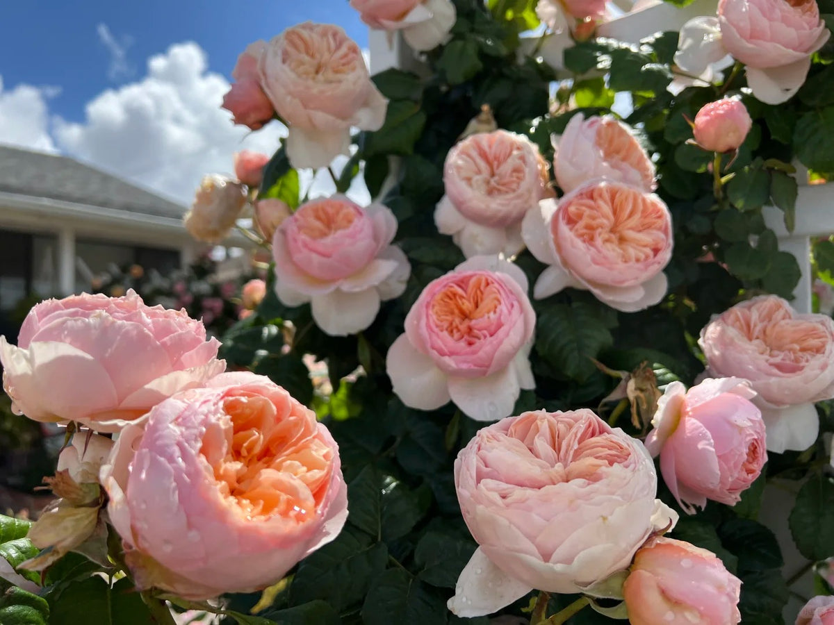 'Hanxian' Climbing Rose
