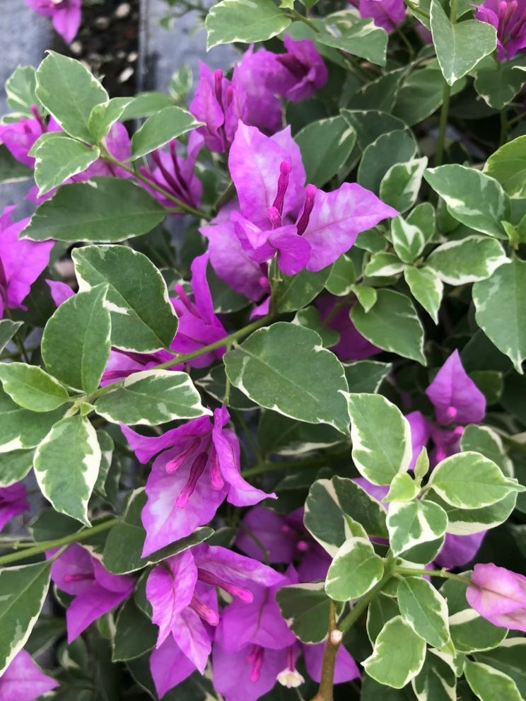 Bougainvillea 'Marlu Variegated'