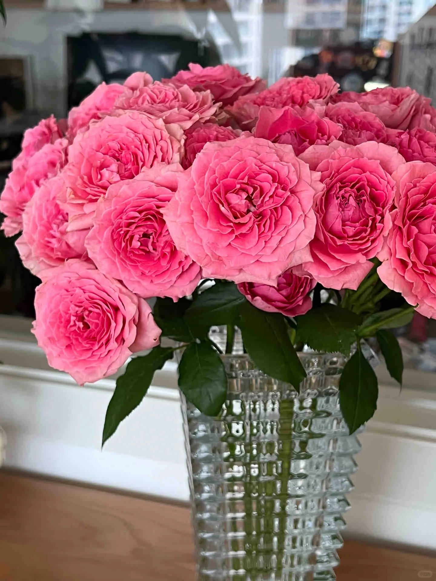 'Corail Gelee' Shrub Rose