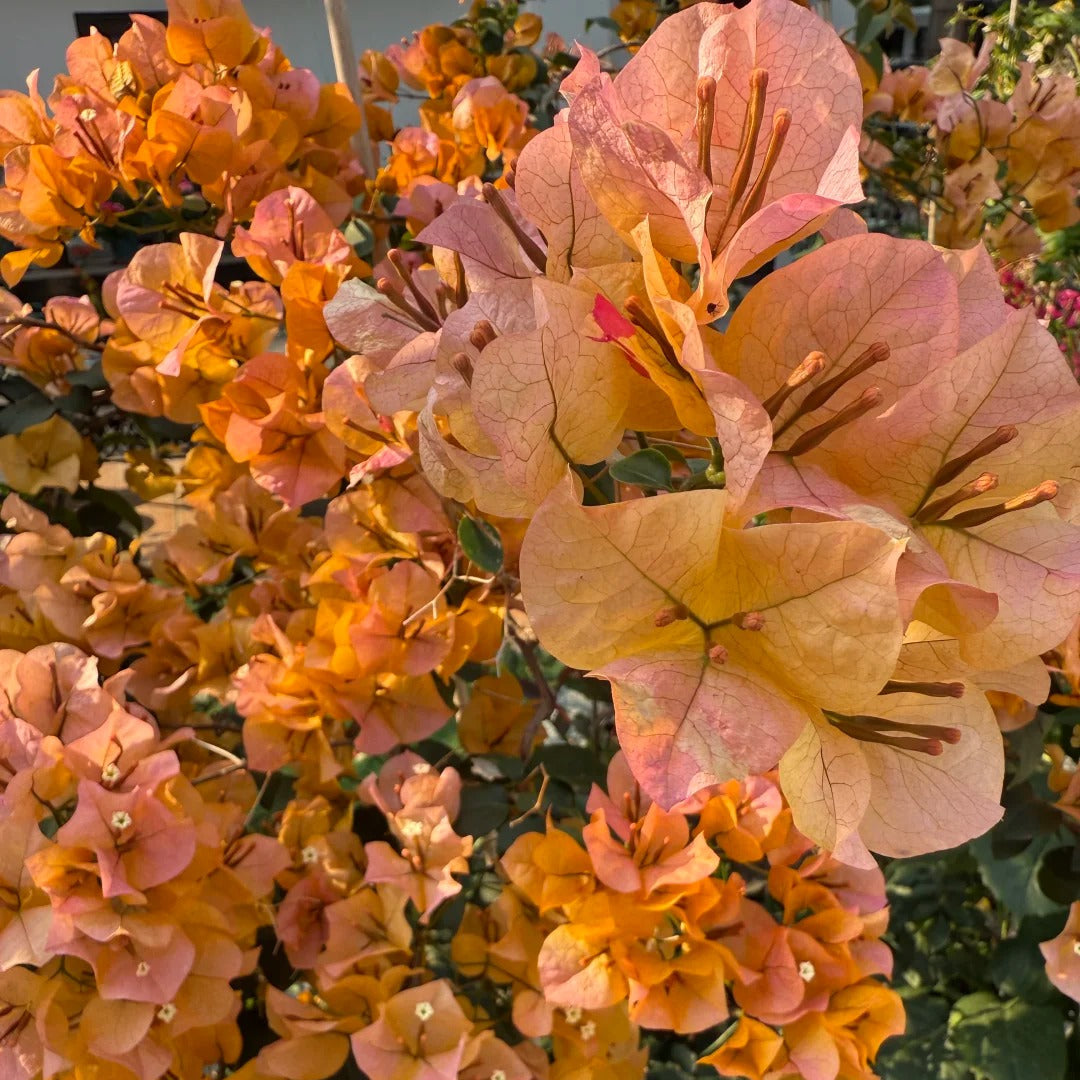 Bougainvillea 'Golden Glow'