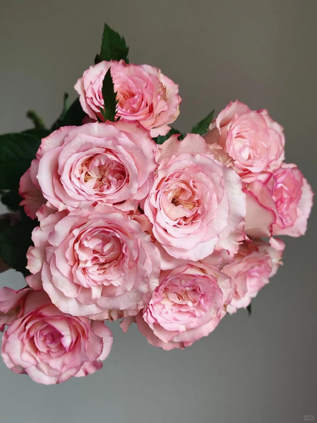 'Butterfly Valley' Shrub Rose