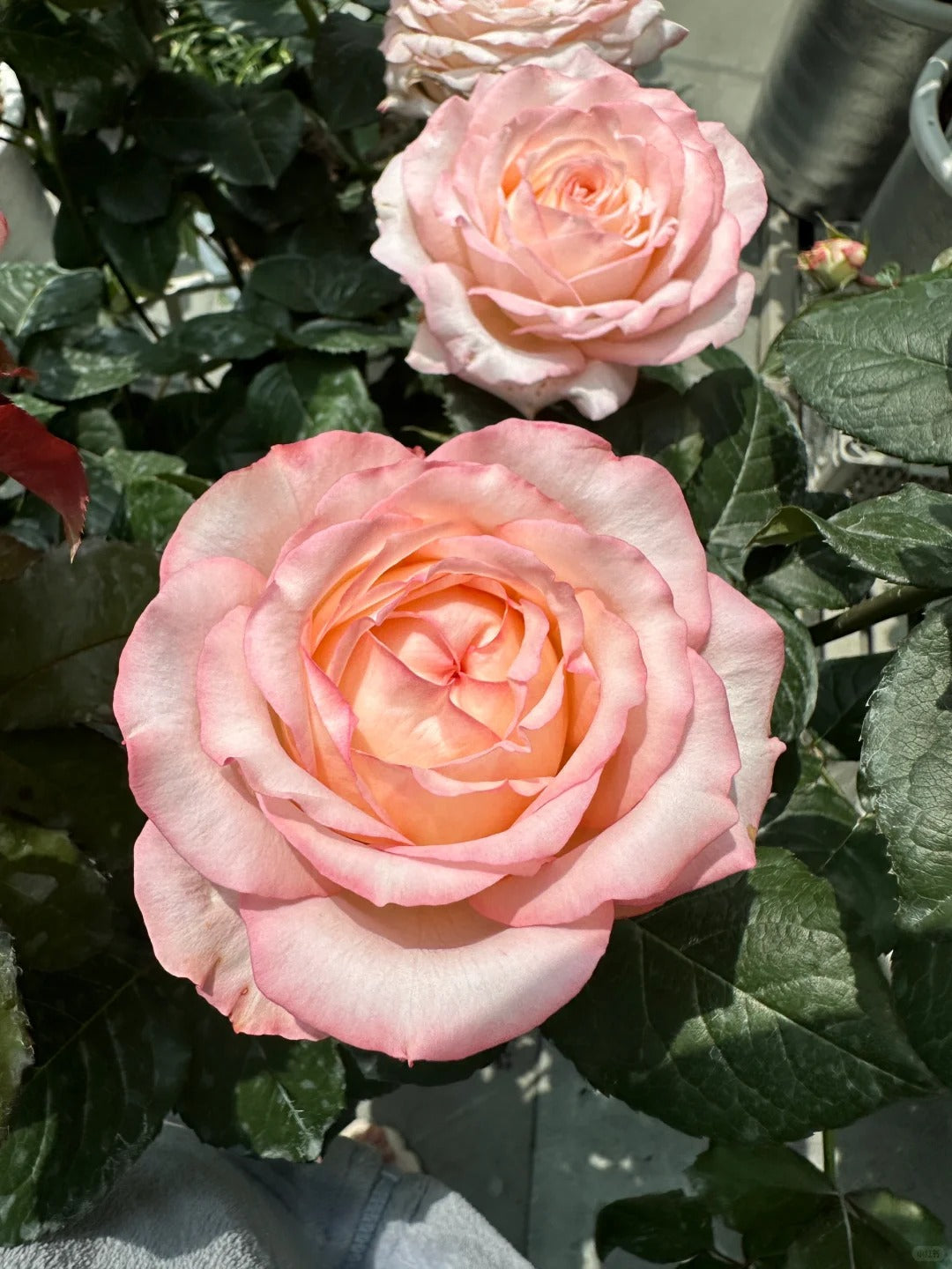 'Joyce' Shrub Rose