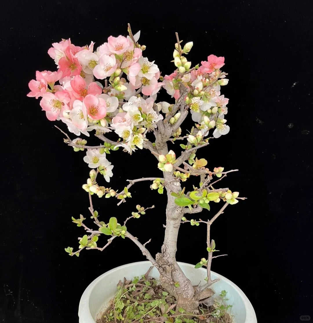 'Toyo Nishiki' Japanese Flowering Quince