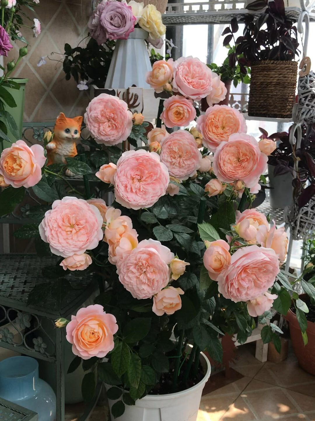 'Juzi' Shrub Rose