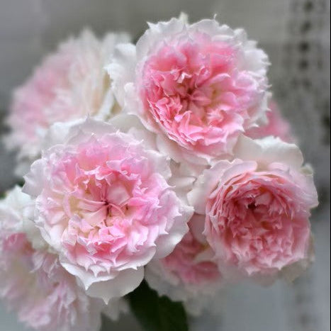 'Ajourée' Shrub Rose
