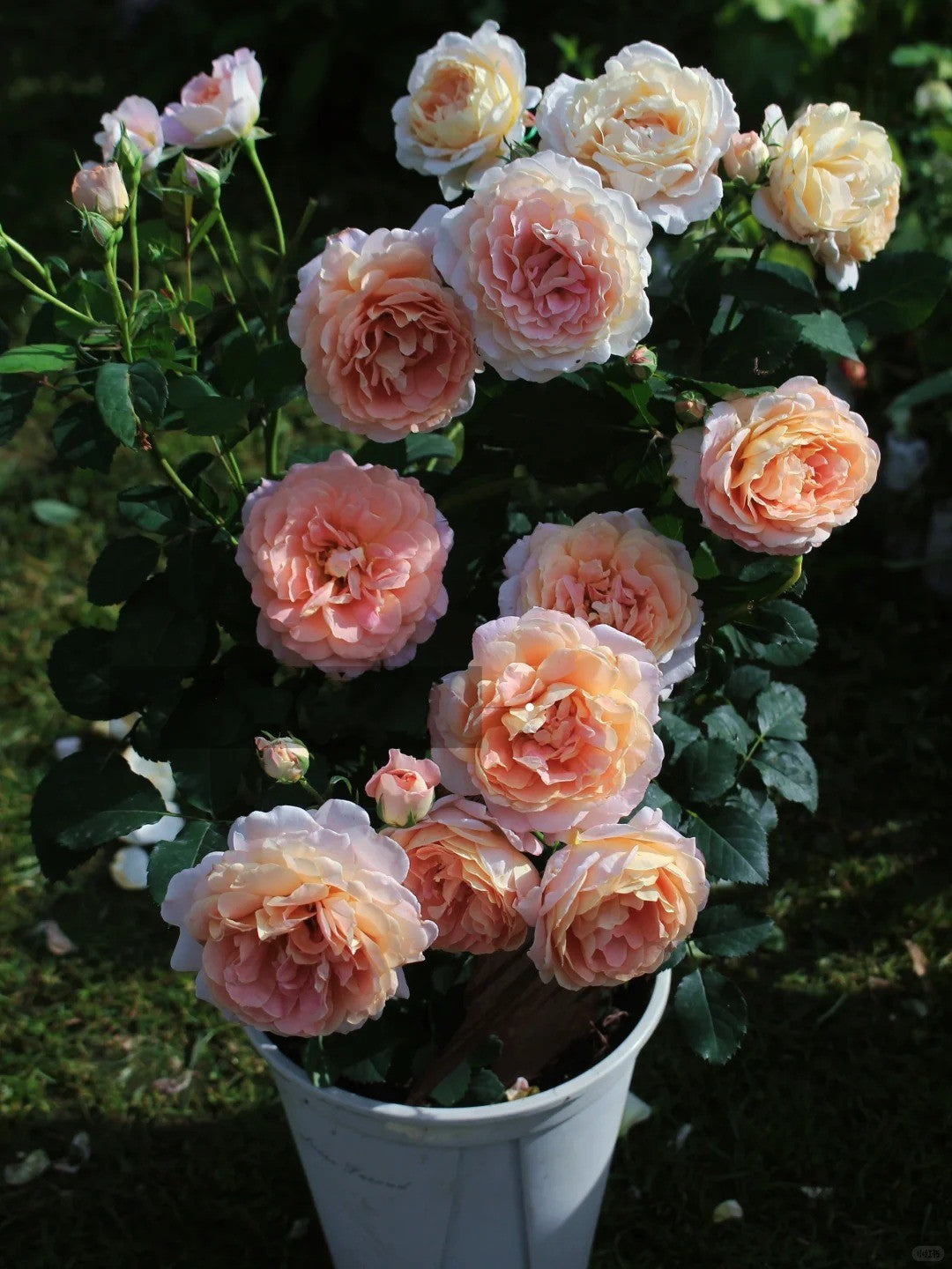 'Zhiqiu' Shrub Rose