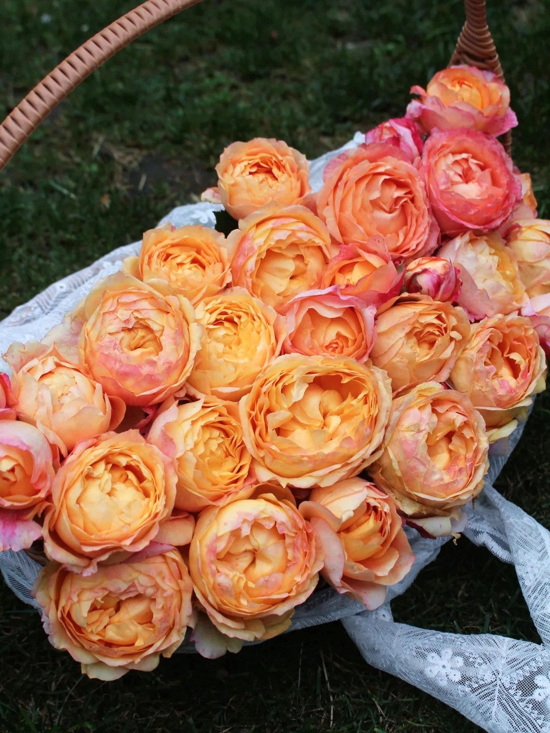 'Fire X-pression' Shrub Rose