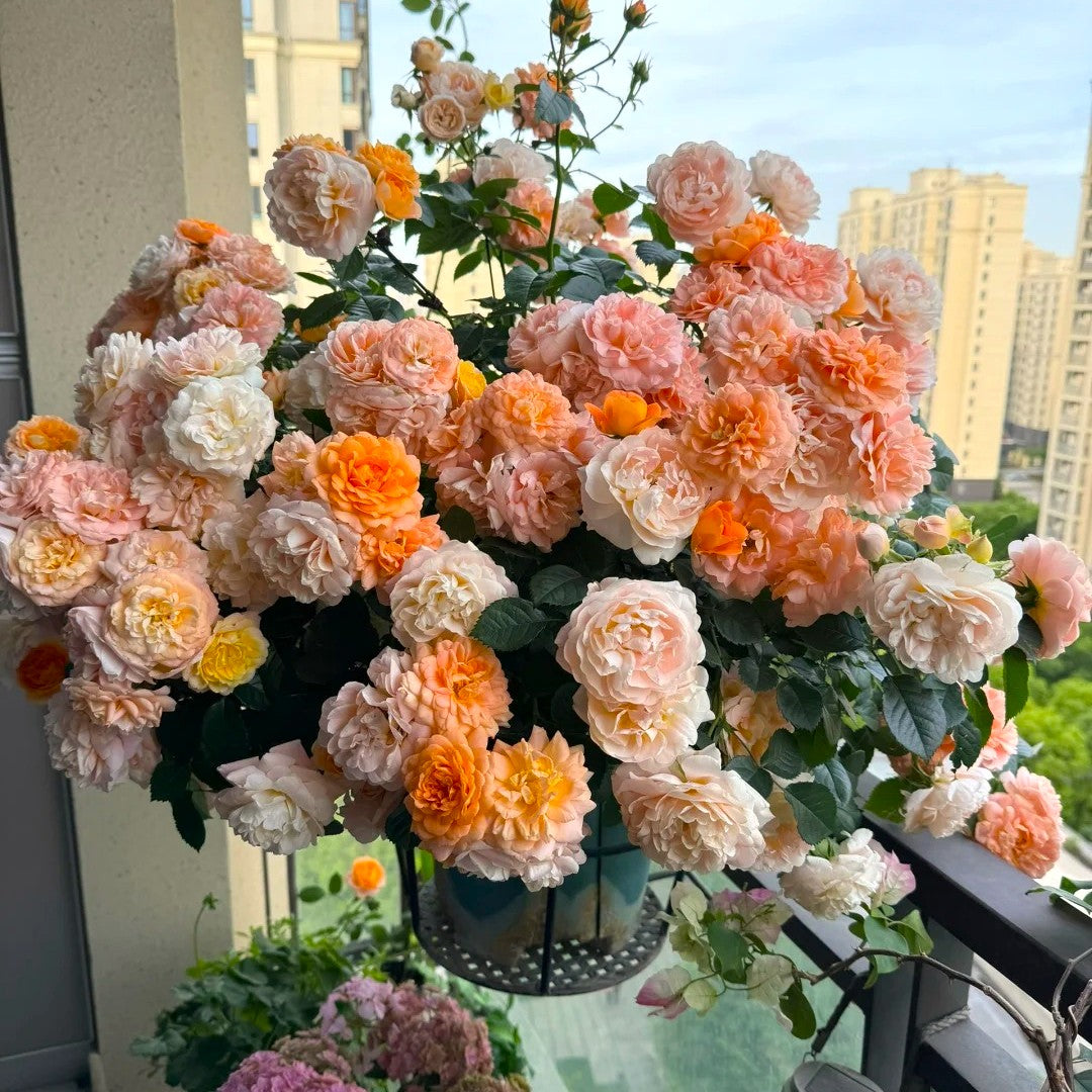 'Juicy Terrazza' Shrub Rose