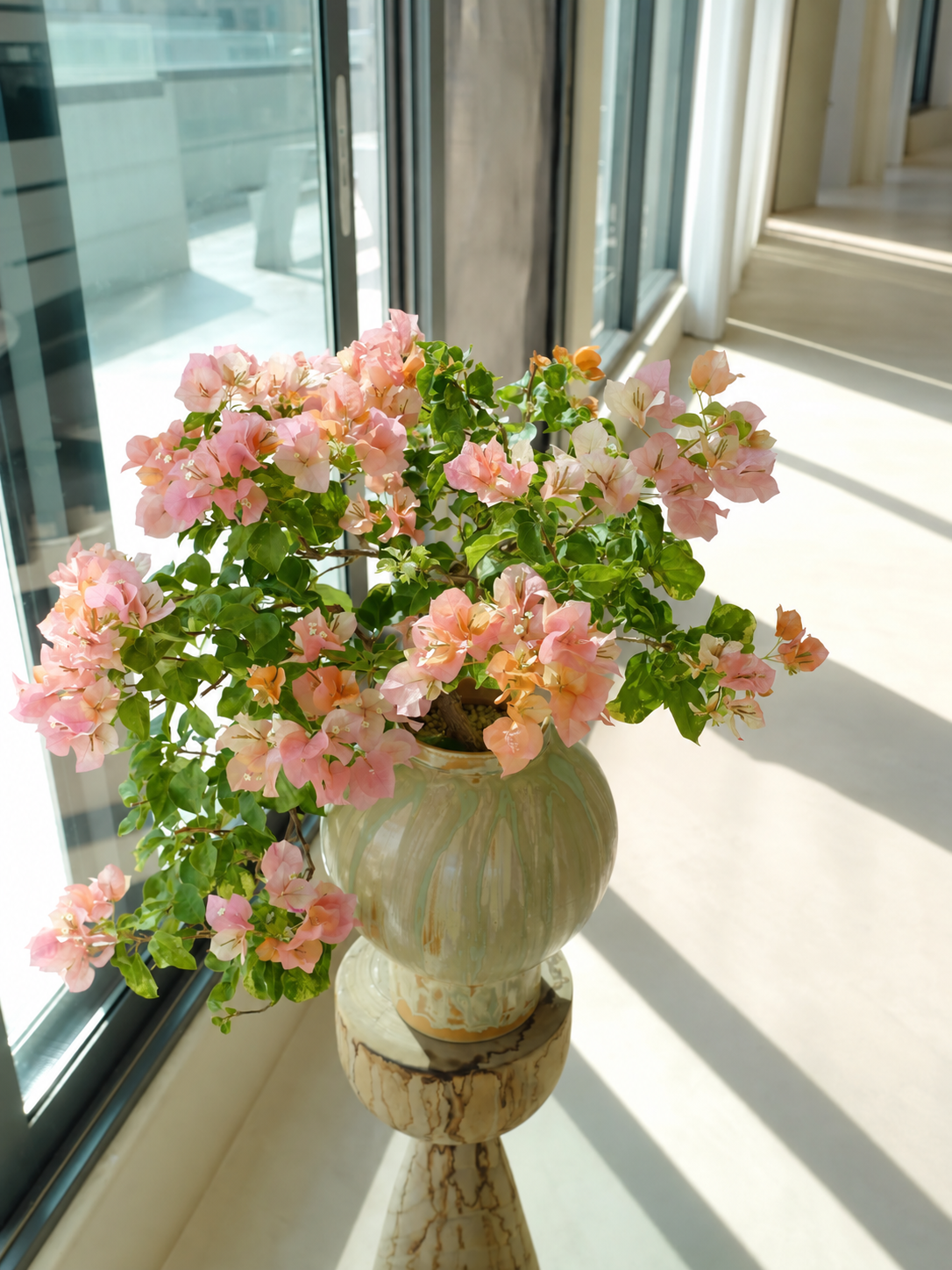 Bougainvillea 'Orange September'